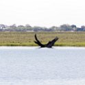 BWA NW Chobe 2016DEC04 River 043 : 2016, 2016 - African Adventures, Africa, Botswana, Chobe River, Date, December, Month, Northwest, Places, Southern, Trips, Year