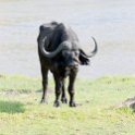 BWA NW Chobe 2016DEC04 River 051 : 2016, 2016 - African Adventures, Africa, Botswana, Chobe River, Date, December, Month, Northwest, Places, Southern, Trips, Year