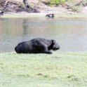 BWA NW Chobe 2016DEC04 River 052 : 2016, 2016 - African Adventures, Africa, Botswana, Chobe River, Date, December, Month, Northwest, Places, Southern, Trips, Year
