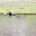 BWA NW Chobe 2016DEC04 River 061 : 2016, 2016 - African Adventures, Africa, Botswana, Chobe River, Date, December, Month, Northwest, Places, Southern, Trips, Year
