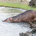 BWA NW Chobe 2016DEC04 River 066 : 2016, 2016 - African Adventures, Africa, Botswana, Chobe River, Date, December, Month, Northwest, Places, Southern, Trips, Year