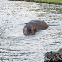 BWA NW Chobe 2016DEC04 River 067 : 2016, 2016 - African Adventures, Africa, Botswana, Chobe River, Date, December, Month, Northwest, Places, Southern, Trips, Year