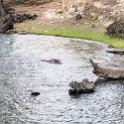 BWA NW Chobe 2016DEC04 River 070 : 2016, 2016 - African Adventures, Africa, Botswana, Chobe River, Date, December, Month, Northwest, Places, Southern, Trips, Year