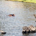 BWA NW Chobe 2016DEC04 River 071 : 2016, 2016 - African Adventures, Africa, Botswana, Chobe River, Date, December, Month, Northwest, Places, Southern, Trips, Year