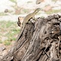BWA NW Chobe 2016DEC04 River 072 : 2016, 2016 - African Adventures, Africa, Botswana, Chobe River, Date, December, Month, Northwest, Places, Southern, Trips, Year