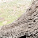 BWA NW Chobe 2016DEC04 River 073 : 2016, 2016 - African Adventures, Africa, Botswana, Chobe River, Date, December, Month, Northwest, Places, Southern, Trips, Year