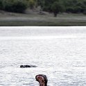 BWA NW Chobe 2016DEC04 River 083 : 2016, 2016 - African Adventures, Africa, Botswana, Chobe River, Date, December, Month, Northwest, Places, Southern, Trips, Year