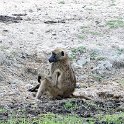 BWA NW Chobe 2016DEC04 River 087 : 2016, 2016 - African Adventures, Africa, Botswana, Chobe River, Date, December, Month, Northwest, Places, Southern, Trips, Year