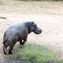 BWA NW Chobe 2016DEC04 River 089 : 2016, 2016 - African Adventures, Africa, Botswana, Chobe River, Date, December, Month, Northwest, Places, Southern, Trips, Year