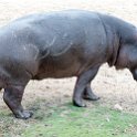 BWA NW Chobe 2016DEC04 River 090 : 2016, 2016 - African Adventures, Africa, Botswana, Chobe River, Date, December, Month, Northwest, Places, Southern, Trips, Year