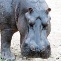 BWA NW Chobe 2016DEC04 River 091 : 2016, 2016 - African Adventures, Africa, Botswana, Chobe River, Date, December, Month, Northwest, Places, Southern, Trips, Year