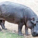 BWA NW Chobe 2016DEC04 River 092 : 2016, 2016 - African Adventures, Africa, Botswana, Chobe River, Date, December, Month, Northwest, Places, Southern, Trips, Year