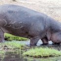BWA NW Chobe 2016DEC04 River 093 : 2016, 2016 - African Adventures, Africa, Botswana, Chobe River, Date, December, Month, Northwest, Places, Southern, Trips, Year
