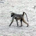 BWA NW Chobe 2016DEC04 River 094 : 2016, 2016 - African Adventures, Africa, Botswana, Chobe River, Date, December, Month, Northwest, Places, Southern, Trips, Year
