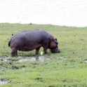 BWA NW Chobe 2016DEC04 River 098 : 2016, 2016 - African Adventures, Africa, Botswana, Chobe River, Date, December, Month, Northwest, Places, Southern, Trips, Year