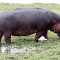 BWA NW Chobe 2016DEC04 River 099 : 2016, 2016 - African Adventures, Africa, Botswana, Chobe River, Date, December, Month, Northwest, Places, Southern, Trips, Year