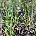 BWA NW OkavangoDelta 2016DEC01 Nguma 025 : 2016, 2016 - African Adventures, Africa, Botswana, Date, December, Month, Ngamiland, Nguma, Northwest, Okavango Delta, Places, Southern, Trips, Year