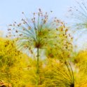 BWA NW OkavangoDelta 2016DEC01 Nguma 028 : 2016, 2016 - African Adventures, Africa, Botswana, Date, December, Month, Ngamiland, Nguma, Northwest, Okavango Delta, Places, Southern, Trips, Year