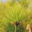BWA NW OkavangoDelta 2016DEC01 Nguma 029 : 2016, 2016 - African Adventures, Africa, Botswana, Date, December, Month, Ngamiland, Nguma, Northwest, Okavango Delta, Places, Southern, Trips, Year