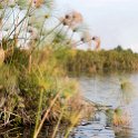 BWA NW OkavangoDelta 2016DEC01 Nguma 038 : 2016, 2016 - African Adventures, Africa, Botswana, Date, December, Month, Ngamiland, Nguma, Northwest, Okavango Delta, Places, Southern, Trips, Year