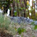 BWA NW OkavangoDelta 2016DEC01 Nguma 045 : 2016, 2016 - African Adventures, Africa, Botswana, Date, December, Month, Ngamiland, Nguma, Northwest, Okavango Delta, Places, Southern, Trips, Year