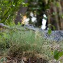 BWA NW OkavangoDelta 2016DEC01 Nguma 046 : 2016, 2016 - African Adventures, Africa, Botswana, Date, December, Month, Ngamiland, Nguma, Northwest, Okavango Delta, Places, Southern, Trips, Year