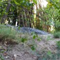 BWA NW OkavangoDelta 2016DEC01 Nguma 047 : 2016, 2016 - African Adventures, Africa, Botswana, Date, December, Month, Ngamiland, Nguma, Northwest, Okavango Delta, Places, Southern, Trips, Year