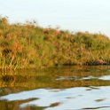 BWA NW OkavangoDelta 2016DEC01 Nguma 057 : 2016, 2016 - African Adventures, Africa, Botswana, Date, December, Month, Ngamiland, Nguma, Northwest, Okavango Delta, Places, Southern, Trips, Year