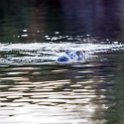 BWA NW OkavangoDelta 2016DEC01 Nguma 063 : 2016, 2016 - African Adventures, Africa, Botswana, Date, December, Month, Ngamiland, Nguma, Northwest, Okavango Delta, Places, Southern, Trips, Year