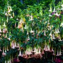 CRI PUN Monteverde 2019MAY13 002 : - DATE, - PLACES, - TRIPS, 10's, 2019, 2019 - Taco's & Toucan's, Americas, Central America, Costa Rica, Day, Hotel los Jardines, May, Monday, Monteverde, Month, Puntarenas, Year