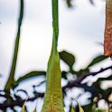 CRI PUN Monteverde 2019MAY13 004 : - DATE, - PLACES, - TRIPS, 10's, 2019, 2019 - Taco's & Toucan's, Americas, Central America, Costa Rica, Day, Hotel los Jardines, May, Monday, Monteverde, Month, Puntarenas, Year