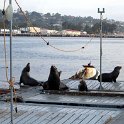 USA CA SanDiego 2005MAY17 Fishing 004 : 2005, 2005 San Diego Golden Oldies, Alice Springs Dingoes Rugby Union Football Club, Americas, California, Date, Golden Oldies Rugby Union, May, Month, North America, Places, Rugby Union, San Diego, Sports, Teams, USA, Year
