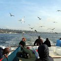 USA CA SanDiego 2005MAY17 Fishing 012 : 2005, 2005 San Diego Golden Oldies, Alice Springs Dingoes Rugby Union Football Club, Americas, California, Date, Golden Oldies Rugby Union, May, Month, North America, Places, Rugby Union, San Diego, Sports, Teams, USA, Year