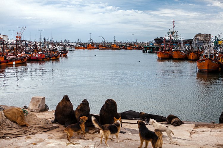 ARG BA MarDelPlata 2014SEPT28 Puerto 012