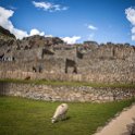 PER CUZ MachuPicchu 2014SEPT15 112 : 2014, 2014 - South American Sojourn, 2014 Mar Del Plata Golden Oldies, Alice Springs Dingoes Rugby Union Football Club, Americas, Cuzco, Date, Golden Oldies Rugby Union, Machupicchu, Month, Peru, Places, Pre-Trip, Rugby Union, September, South America, Sports, Teams, Trips, Year