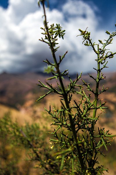 PER CUZ Pisac 2014SEPT13 082