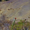 PER CUZ Pisac 2014SEPT13 074 : 2014, 2014 - South American Sojourn, 2014 Mar Del Plata Golden Oldies, Alice Springs Dingoes Rugby Union Football Club, Americas, Cuzco, Date, Golden Oldies Rugby Union, Month, Peru, Places, Pre-Trip, Písac, Rugby Union, September, South America, Sports, Teams, Trips, Year