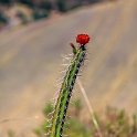 PER CUZ Pisac 2014SEPT13 075 : 2014, 2014 - South American Sojourn, 2014 Mar Del Plata Golden Oldies, Alice Springs Dingoes Rugby Union Football Club, Americas, Cuzco, Date, Golden Oldies Rugby Union, Month, Peru, Places, Pre-Trip, Písac, Rugby Union, September, South America, Sports, Teams, Trips, Year