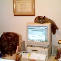 1998MAY Abo 02  He must have heard there was a mouse somewhere near the computer. : 1112 North 7th, 1998, Abo, Americas, Boise, Idaho, May, North America, USA