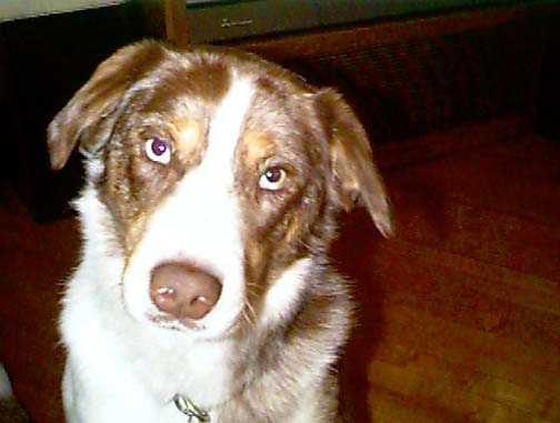 1998JUN Bluey 01