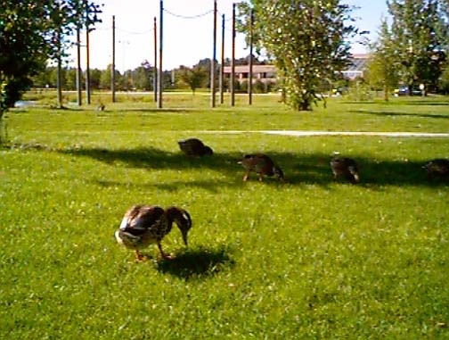 1997 Ducks BoiseSummerPicnic 01