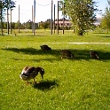 1997 Ducks BoiseSummerPicnic 01  Ducks on Park Center Park : 1997, Americas, Animals, Boise, Date, Ducks, Idaho, Kathryn Albertson Park, North America, Places, USA, Year