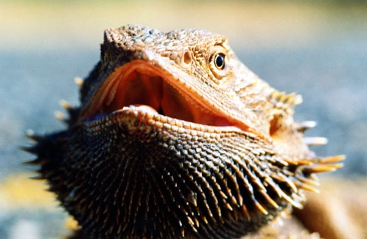 2001 BeardedDragon 01