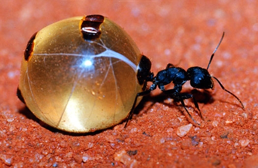 2001 HoneyAnt 01