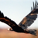2001 WedgeTailEagle 01  A wedge tail eagle : 2001, Animals, Date, Wedge Tail Eagle, Year