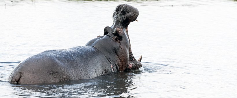 225 FacebookHeader BWA NW Chobe 2016DEC04 River 084