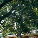 USA ID Boise 7011WAshland EHF Yard 2002JUL14 003  It took 3 of us, about 3 hours, to cut this limb down without causing any damage to anyone or to my house. Lot's of fun, NOT!!! : 2002, 7011 West Ashland, Americas, Boise, Front Yard, Idaho, July, North America, USA