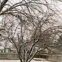 USA ID Boise 7011WAshland EHR Yard 2003DEC24 002  I'm hoping that by the end of Summer, that tree will be gone as it's useless. : 2003, 7011 West Ashland, Americas, Back Yard, Boise, December, Idaho, North America, USA
