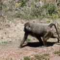 TZA ARU Ngorongoro 2016DEC23 004 : 2016, 2016 - African Adventures, Africa, Arusha, Date, December, Eastern, Month, Ngorongoro, Places, Tanzania, Trips, Year
