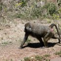 TZA_ARU_Ngorongoro_2016DEC23_004.jpg